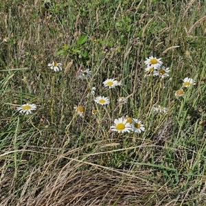 Leucanthemum vulgare at Collector, NSW - 14 Nov 2024