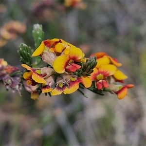 Dillwynia sericea at Yarra, NSW - 14 Nov 2024