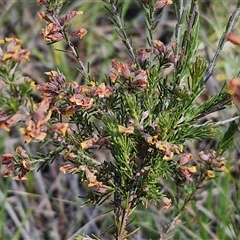 Dillwynia sericea at Yarra, NSW - 14 Nov 2024