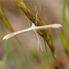 Platyptilia celidotus (Plume Moth) at Gundaroo, NSW - 10 Nov 2024 by ConBoekel