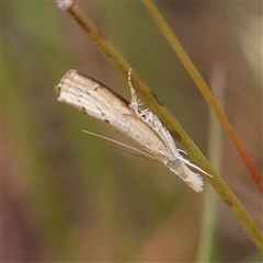 Culladia cuneiferellus (Crambinae moth) at Gundaroo, NSW - 10 Nov 2024 by ConBoekel