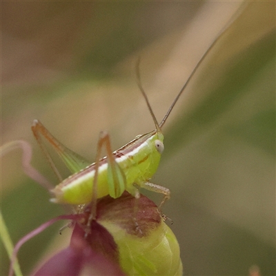 Conocephalus semivittatus (Meadow katydid) at Gundaroo, NSW - 11 Nov 2024 by ConBoekel