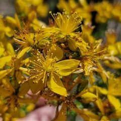 Hypericum perforatum (St John's Wort) at Yarra, NSW - 14 Nov 2024 by trevorpreston