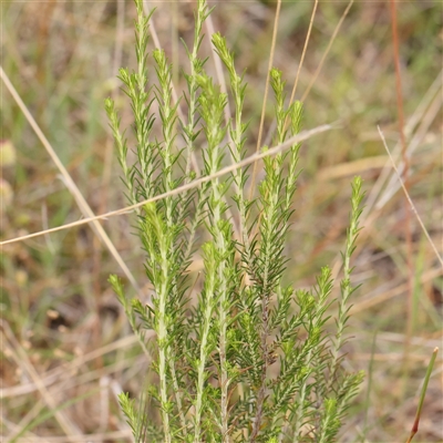 Cassinia sifton (Sifton Bush, Chinese Shrub) at Gundaroo, NSW - 10 Nov 2024 by ConBoekel