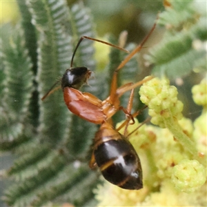 Camponotus consobrinus at Gundaroo, NSW - 11 Nov 2024