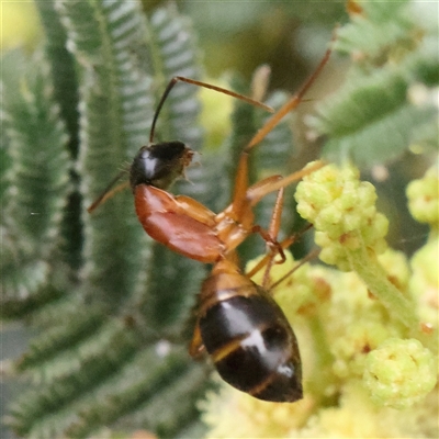 Camponotus consobrinus (Banded sugar ant) at Gundaroo, NSW - 10 Nov 2024 by ConBoekel