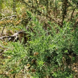 Ulex europaeus at Yarra, NSW - 14 Nov 2024