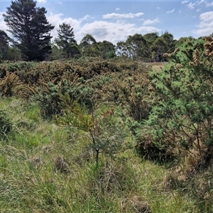 Ulex europaeus at Yarra, NSW - 14 Nov 2024