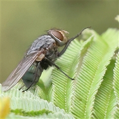 Unverified Blow fly (Calliphoridae) at Gundaroo, NSW - 11 Nov 2024 by ConBoekel