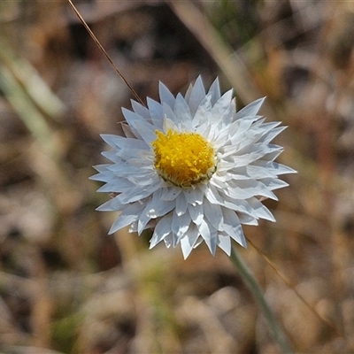 Leucochrysum albicans subsp. tricolor (Hoary Sunray) at Yarra, NSW - 14 Nov 2024 by trevorpreston