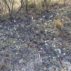 Leucochrysum albicans subsp. tricolor at Yarra, NSW - 14 Nov 2024