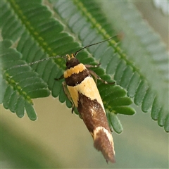 Macrobathra chrysotoxa (A Cosmet moth (Cosmopteriginae) at Gundaroo, NSW - 11 Nov 2024 by ConBoekel