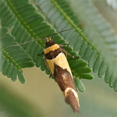 Macrobathra chrysotoxa (A Cosmet moth (Cosmopteriginae) at Gundaroo, NSW - 11 Nov 2024 by ConBoekel