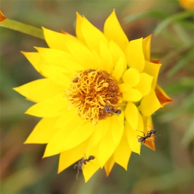 Xerochrysum viscosum (Sticky Everlasting) at Gundaroo, NSW - 11 Nov 2024 by ConBoekel