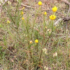 Xerochrysum viscosum at Gundaroo, NSW - 11 Nov 2024 09:00 AM