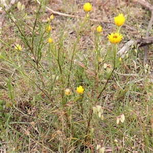 Xerochrysum viscosum at Gundaroo, NSW - 11 Nov 2024 09:00 AM