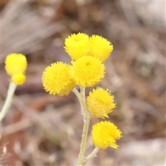 Chrysocephalum apiculatum (Common Everlasting) at Gundaroo, NSW - 10 Nov 2024 by ConBoekel