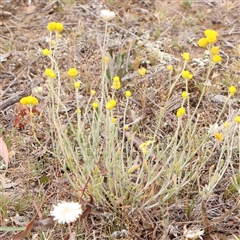 Chrysocephalum apiculatum at Gundaroo, NSW - 11 Nov 2024