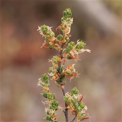 Brachyloma daphnoides (Daphne Heath) at Gundaroo, NSW - 10 Nov 2024 by ConBoekel