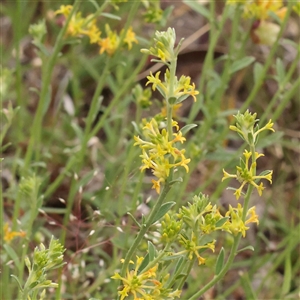 Pimelea curviflora var. sericea at Gundaroo, NSW - 11 Nov 2024