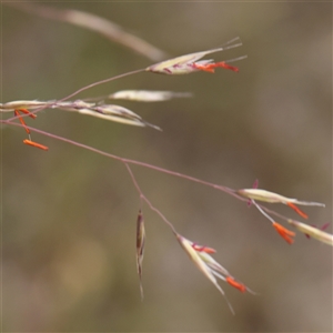 Rytidosperma pallidum at Gundaroo, NSW - 11 Nov 2024 08:53 AM