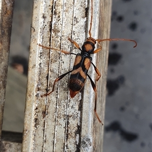 Aridaeus thoracicus (Tiger Longicorn Beetle) at Shark Creek, NSW by Topwood