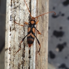 Aridaeus thoracicus at Shark Creek, NSW - 13 Nov 2024 04:18 PM