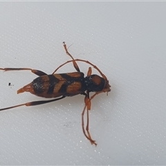 Aridaeus thoracicus at Shark Creek, NSW - 13 Nov 2024 04:18 PM