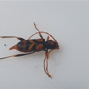 Aridaeus thoracicus at Shark Creek, NSW - 13 Nov 2024