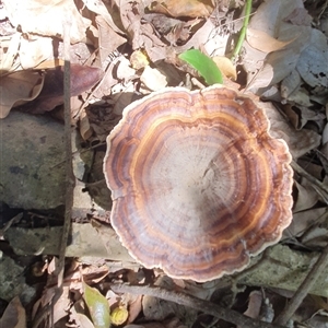 Microporus xanthopus at Iluka, NSW - 6 Nov 2024