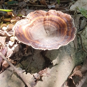 Microporus xanthopus at Iluka, NSW - 6 Nov 2024