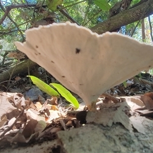 Microporus xanthopus at Iluka, NSW - 6 Nov 2024