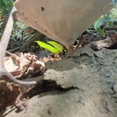 Microporus xanthopus at Iluka, NSW - 6 Nov 2024