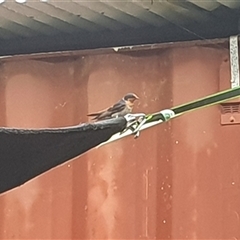 Hirundo neoxena at Shark Creek, NSW - 14 Nov 2024 06:40 AM