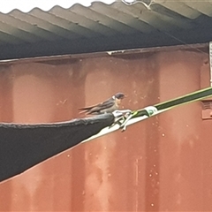 Hirundo neoxena at Shark Creek, NSW - 14 Nov 2024 06:40 AM