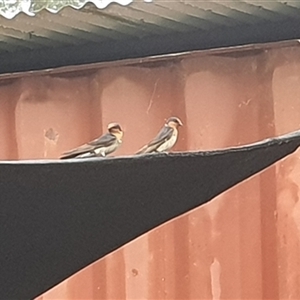 Hirundo neoxena at Shark Creek, NSW - 14 Nov 2024 06:40 AM