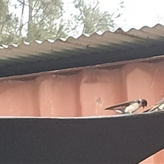 Hirundo neoxena at Shark Creek, NSW - 14 Nov 2024 06:40 AM