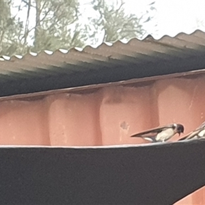 Hirundo neoxena at Shark Creek, NSW - 14 Nov 2024 06:40 AM