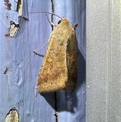 Helicoverpa (genus) (A bollworm) at Ainslie, ACT - 7 Nov 2024 by Pirom