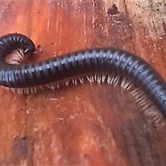 Ommatoiulus moreleti (Portuguese Millipede) at Cooma, NSW - 14 Nov 2024 by mahargiani