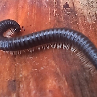 Ommatoiulus moreleti (Portuguese Millipede) at Cooma, NSW - 13 Nov 2024 by mahargiani