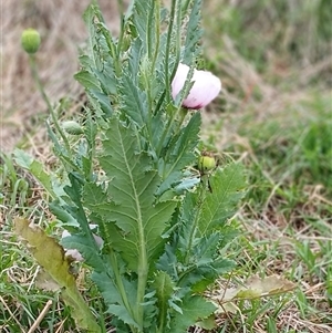 Papaver somniferum at Cooma, NSW - 14 Nov 2024 10:51 AM