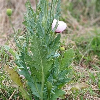 Papaver somniferum (Opium Poppy) at Cooma, NSW - 13 Nov 2024 by mahargiani