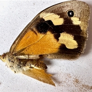 Heteronympha merope at Aranda, ACT - 14 Nov 2024