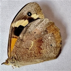 Heteronympha merope at Aranda, ACT - 14 Nov 2024