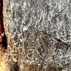 Megalyra sp. (genus) at Aranda, ACT - 14 Nov 2024