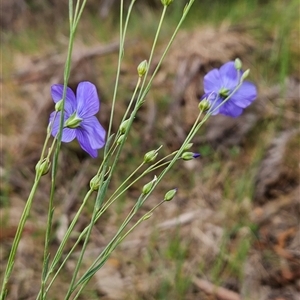 Linum marginale at Uriarra Village, ACT - 14 Nov 2024