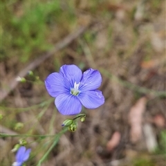 Linum marginale at Uriarra Village, ACT - 14 Nov 2024