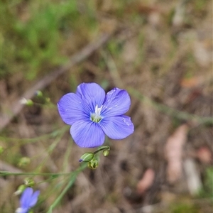 Linum marginale at Uriarra Village, ACT - 14 Nov 2024