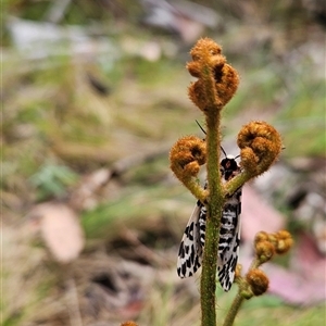 Ardices glatignyi at Uriarra Village, ACT - 14 Nov 2024